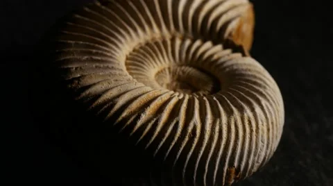 Fossil Ammonite, rotating, 4K, UHD Stock Footage 49050481