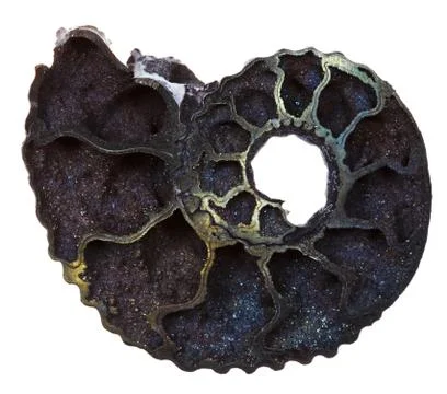 Fossil ammonite shell Foto stock