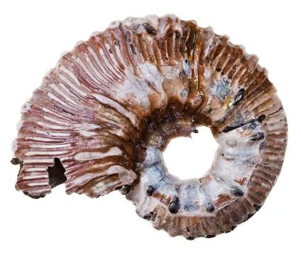 Fossil ammonite shell stone ammonite shell isolated on white background Co... Stock Photos
