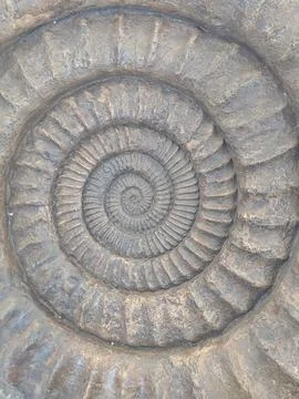 Fossil Ammonite Spiral Pattern Stock Photos