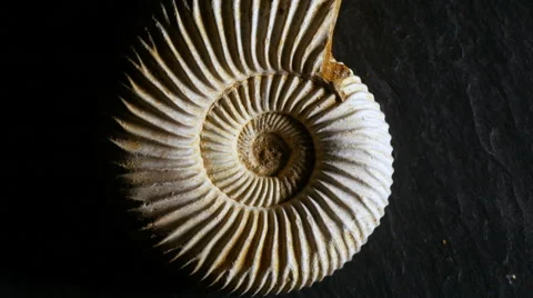 Fossil Ammonite, zoom in Stock Footage 49050001