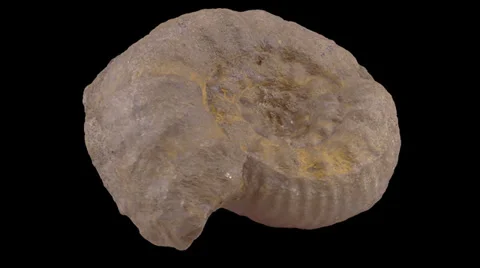 Fossil amonite isolated 01 Stock-Footage 35149880