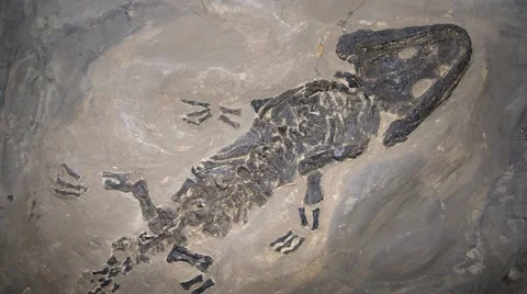 Fossil Amphibian Stock Footage 50409381