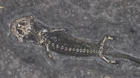 Fossil Amphibian Stock Footage 50409386