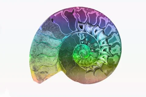 Fossil of Ancient Mollusk, Isolate background of colorful fossil shell. Stock Photos