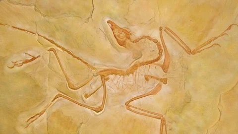 Fossil Archaeopteryx Stock Footage 76166733