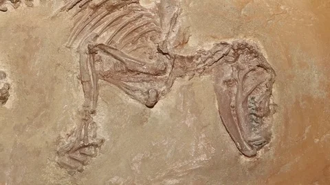 Fossil Aumelasia Stock Footage 69919971