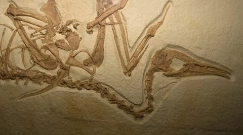 Fossil Bird Stock Footage 50409356