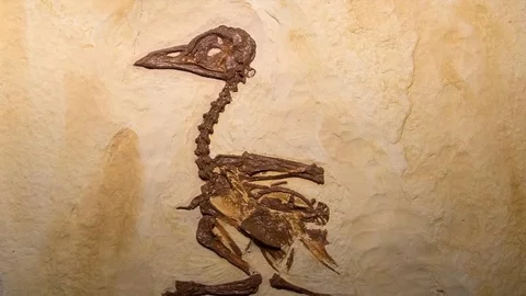 Fossil bird 動画素材 76166731
