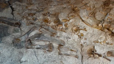 Fossil Bone Cluster Preserved in Stone Revealing Prehistoric Dinosaur Remains Stock Footage 339747001