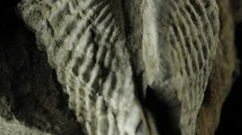 Fossil of a Brachiopod Stock Footage 38483046