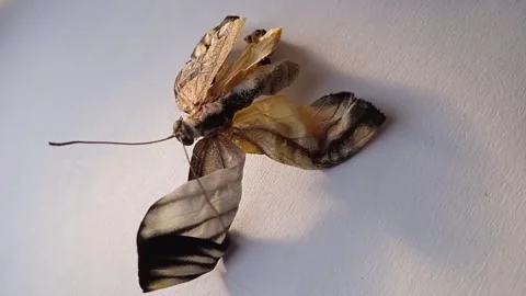 Fossil of a butterfly Stock Footage 310058188