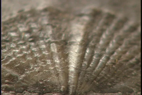 Fossil Close Up 01 Stock Footage 83034