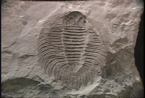 Fossil Close Up 02 Stock Footage 83035