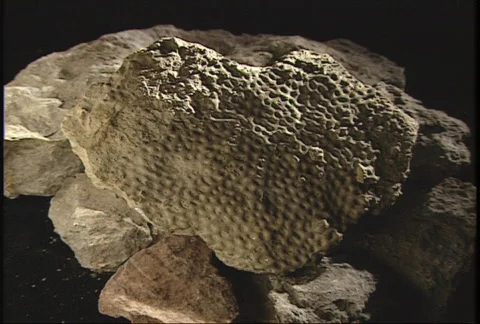 Fossil Close Up 03 Stock Footage 83036
