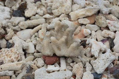 Fossil corals in limestone on samaesarn beach in thailand. Stock Photos