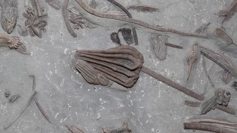Fossil Crinoids Stock Footage 69888017