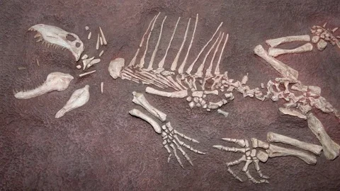 Fossil Dimetrodon 4K Video stock 76168690