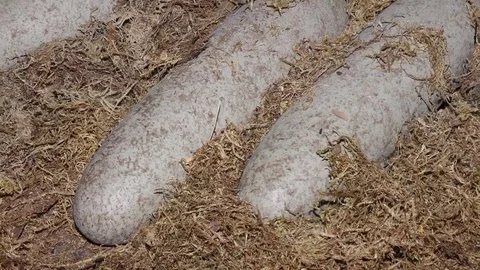 Fossil dinosaur eggs Stock Footage 69920742