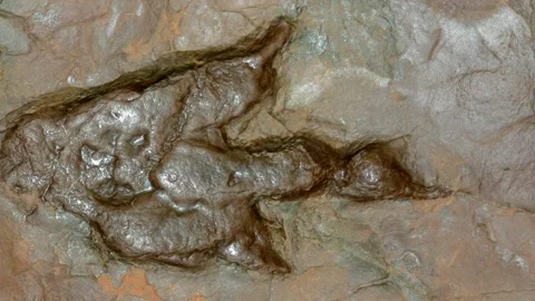 A fossil dinosaur track from the early Jurassic Period. Stock Footage 315908006