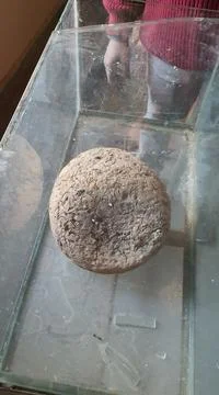 Fossil Egg of a Dinasaur 库存照片