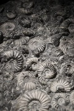 Fossil embedded in stone, real ancient petrified shell.. Stock Photos