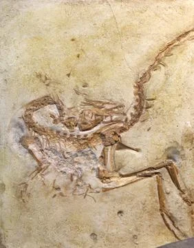 Fossil embedded in stone rock Stock Photos