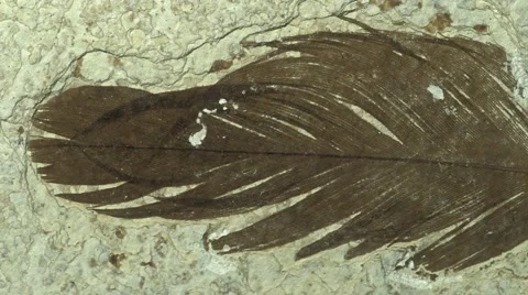 Fossil feather Stock Footage 52580614