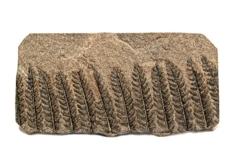 Fossil fern polymorphopteris Stock Photos