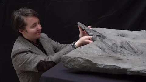 Fossil find ‘Discovery of the century’ Stock Footage 170783009