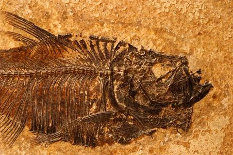 Fossil fish detail Stock Photos