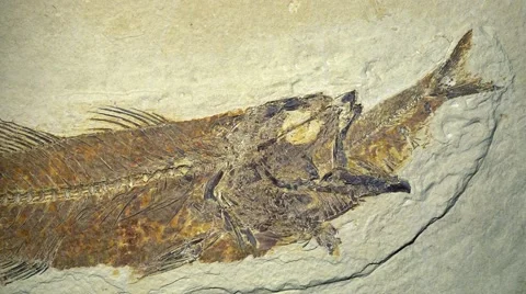 Fossil Fish eating another Stock Footage 50409376