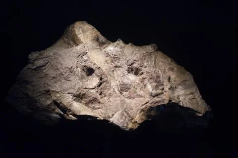 Fossil fish embedded in stone, real ancient petrified shell for fuel Stock Photos