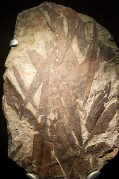 Fossil fish embedded in stone, real ancient petrified shell for fuel Stock Photos