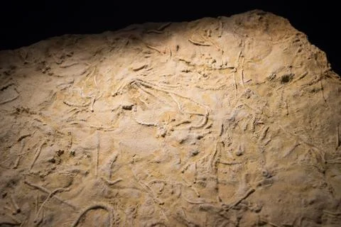 Fossil fish embedded in stone, real ancient petrified shell for fuel Stock Photos