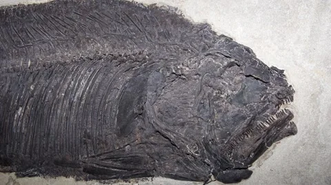 Fossil Fish, Phareodus encaustus Stock Footage 52133128