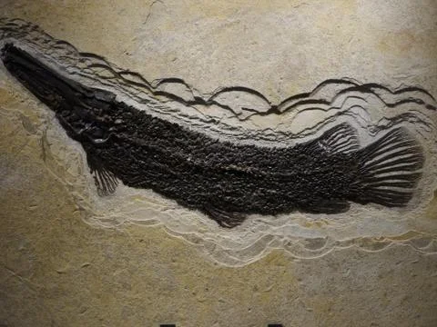 Fossil fish Foto stock
