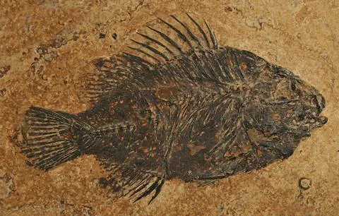 Fossil fish -Priscacara Stock Photos