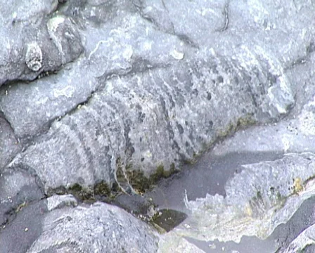 Fossil Video stock 605277