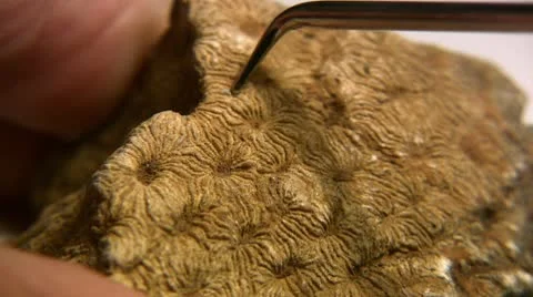 Fossil 스톡 동영상 9026789