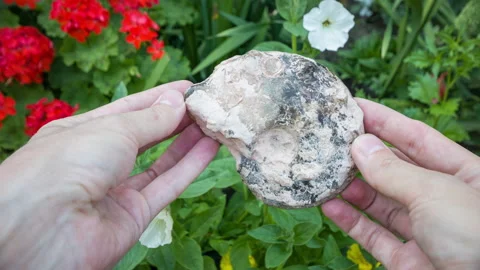 Fossil held ammonite in hand with flowers backgound Video stock 116694722