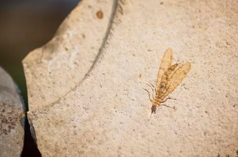 Fossil of insect Stock Photos
