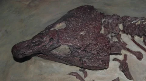 Fossil Labidosaurus, Permian,Texas Видео 54640838