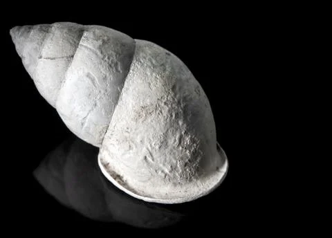 Fossil of Land snail shell Фото