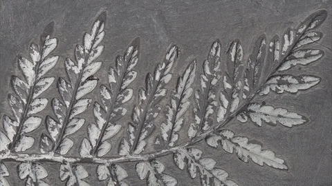 Fossil leaf 4K Stock Footage 77213645