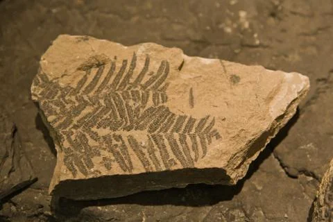 Fossil of leaf Stock Photos