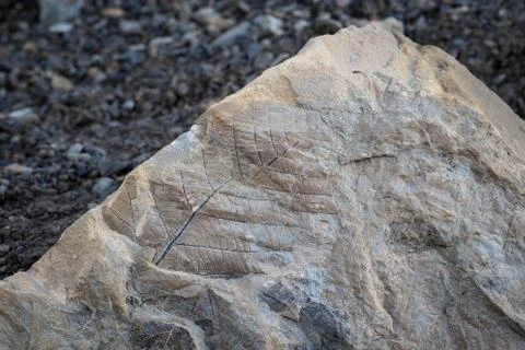 Fossil leaf on a rock in Svalbard Stock Photos