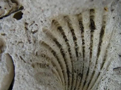 Fossil Macro Stock Photos