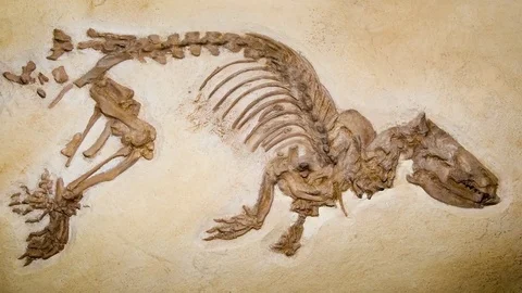 Fossil mammal skeleton 4K Video stock 76168698