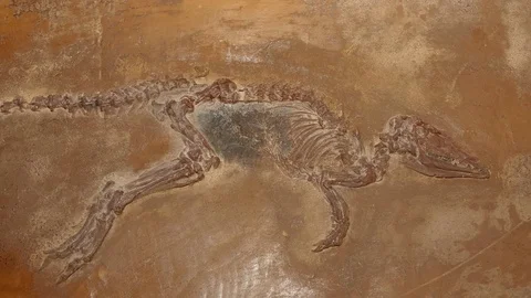 A fossil mammal, a weasel. 4K Stock Footage 76683231
